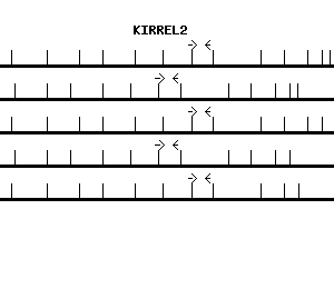 Human KIRREL2 qPCR primer set (NM_032123)