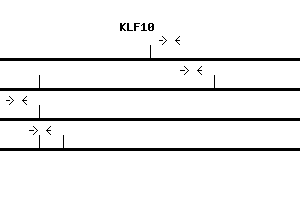 Human KLF10 qPCR primer set (NM_005655)