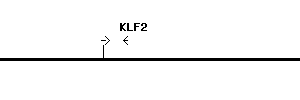 Human KLF2 qPCR primer set (NM_016270)