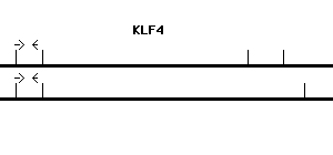 Human KLF4 qPCR primer set (NM_004235)