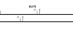 Human KLF5 qPCR primer set (NM_001730)