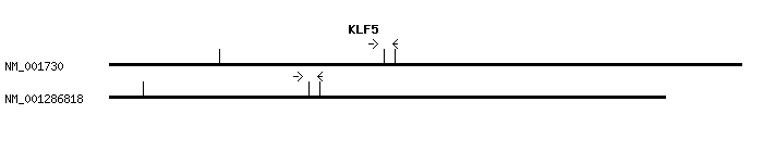 Human KLF5 qPCR primer set (NM_001730)
