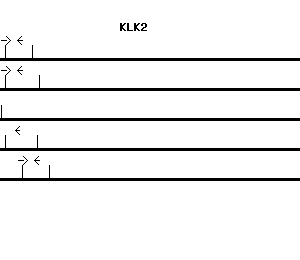 Human KLK2 qPCR primer set (NM_005551)