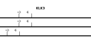Human KLK3 qPCR primer set (NM_001648)