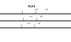 Human KLK4 qPCR primer set (NM_004917)