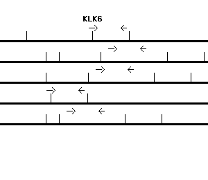 Human KLK6 qPCR primer set (NM_002774)