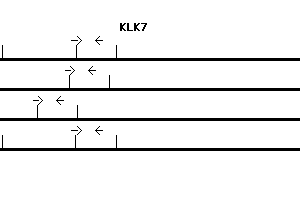 Human KLK7 qPCR primer set (NM_005046)