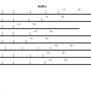 Human KLRF1 qPCR primer set (NM_016523)