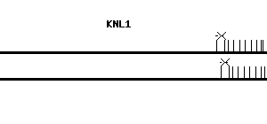 Human KNL1 qPCR primer set (NM_144508)