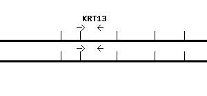 Human KRT13 qPCR primer set (NM_002274)