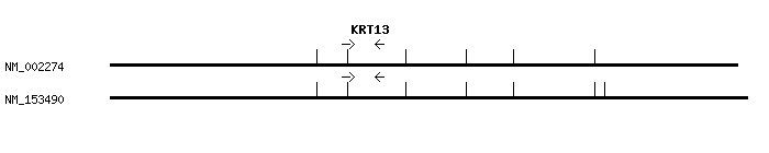 Human KRT13 qPCR primer set (NM_002274)