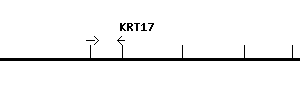 Human KRT17 qPCR primer set (NM_000422)