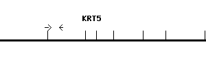 Human KRT5 qPCR primer set (NM_000424)