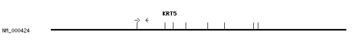 Human KRT5 qPCR primer set (NM_000424)
