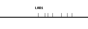 Human LAD1 qPCR primer set (NM_005558)