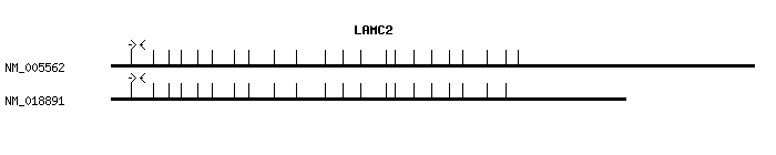 Human LAMC2 qPCR primer set (NM_005562)