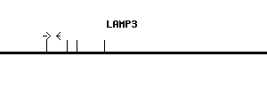 Human LAMP3 qPCR primer set (NM_014398)