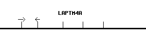 Human LAPTM4A qPCR primer set (NM_014713)