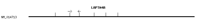 Human LAPTM4A qPCR primer set (NM_014713)