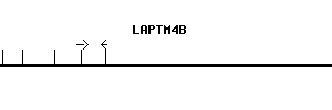 Human LAPTM4B qPCR primer set (NM_018407)