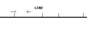 Human LCN2 qPCR primer set (NM_005564)