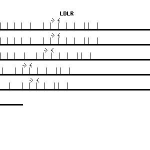 Human LDLR qPCR primer set (NM_000527)
