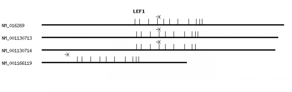 Human LEF1 qPCR primer set (NM_016269)