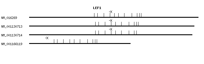 Human LEF1 qPCR primer set (NM_016269)