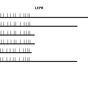 Human LEPR qPCR primer set (NM_002303)