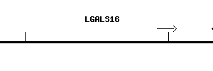 Human LGALS16 qPCR primer set (NM_001190441)
