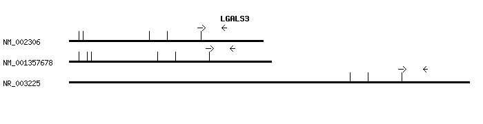 Human LGALS3 qPCR primer set (NM_002306)