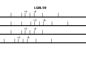 Human LGALS9 qPCR primer set (NM_002308)