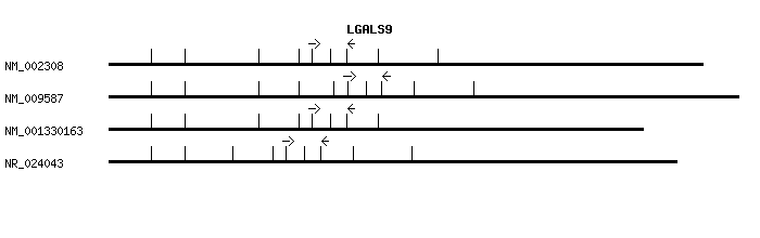 Human LGALS9 qPCR primer set (NM_002308)