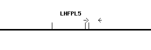 Human LHFPL5 qPCR primer set (NM_182548)