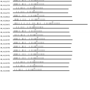 Human LIMCH1 qPCR primer set (NM_014988)