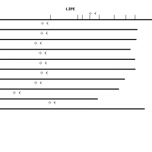 Human LIPE qPCR primer set (NM_005357)