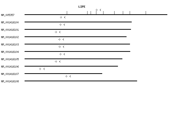Human LIPE qPCR primer set (NM_005357)