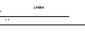 Human LPAR4 qPCR primer set (NM_005296)