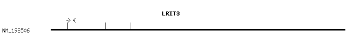 Human LRIT3 qPCR primer set (NM_198506)