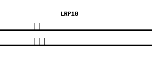 Human LRP10 qPCR primer set (NM_014045)
