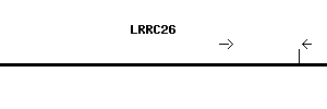 Human LRRC26 qPCR primer set (NM_001013653)