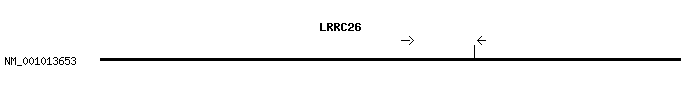 Human LRRC26 qPCR primer set (NM_001013653)