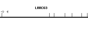 Human LRRC63 qPCR primer set (NM_001282460)