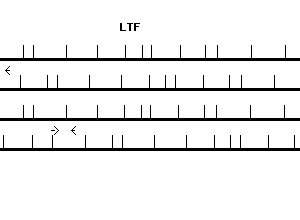 Human LTF qPCR primer set (NM_002343)