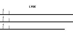 Human LY6K qPCR primer set (NM_017527)