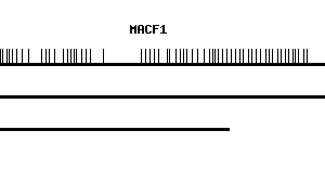 Human MACF1 qPCR primer set (NM_012090)