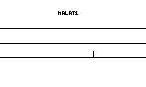 Human MALAT1 qPCR primer set (NR_002819)