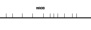 Human MAOB qPCR primer set (NM_000898)