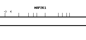 Human MAP2K1 qPCR primer set (NM_002755)
