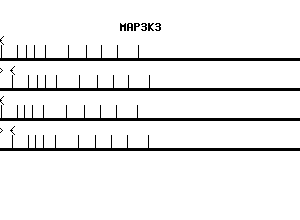 Human MAP3K3 qPCR primer set (NM_002401)